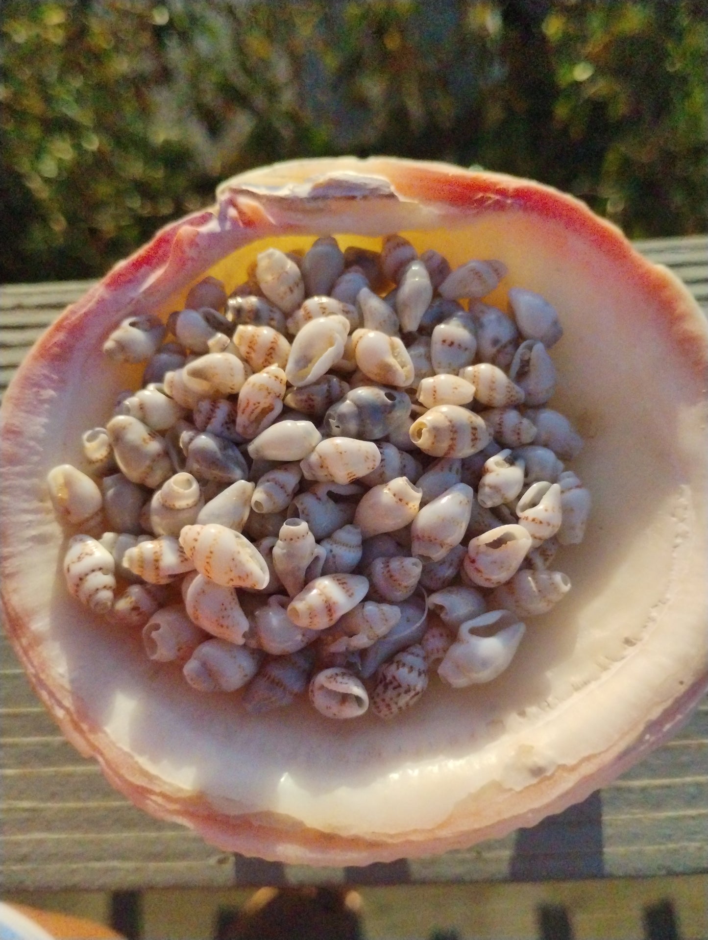 Nihao shells