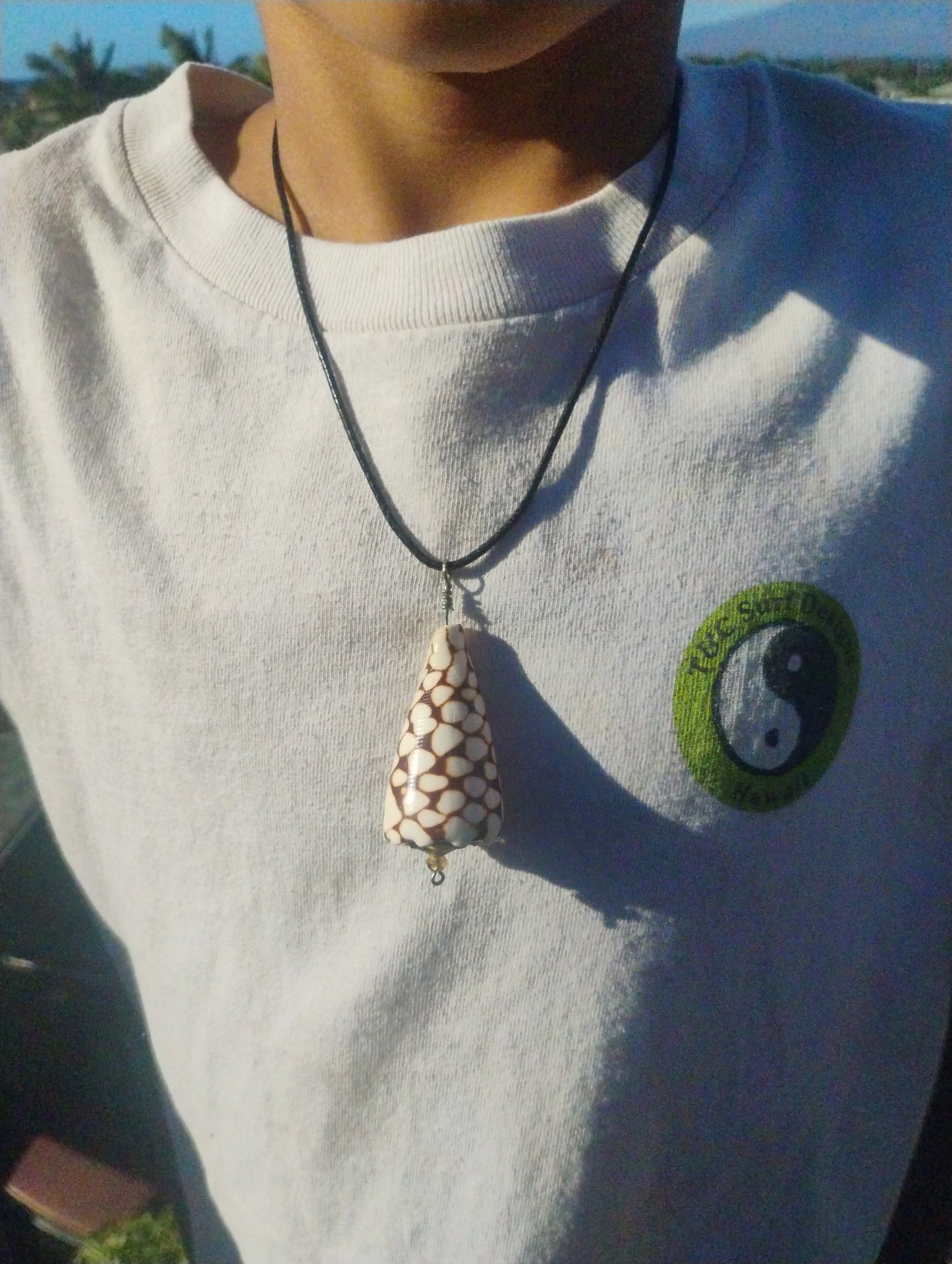Hawaiian rat cone shell