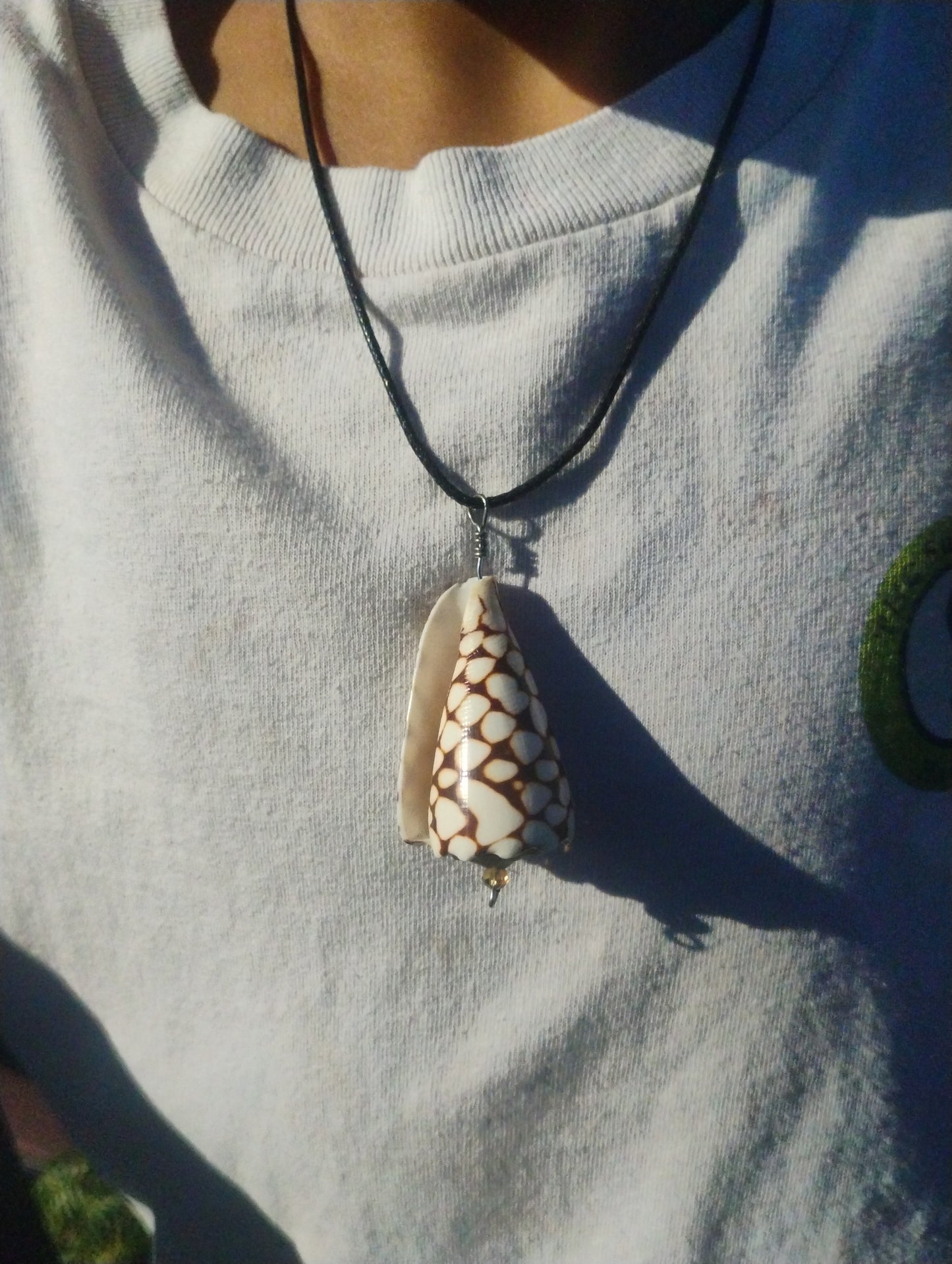 Hawaiian rat cone shell
